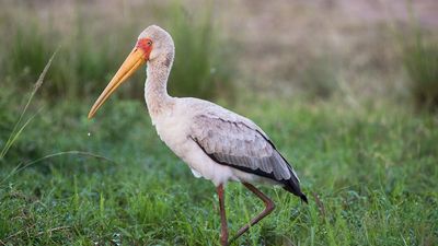 3 Days Ol Pejeta Conservancy Private Safari – Big Five, Rhinos and Chimpanzee Sanctuary - Image - 13244